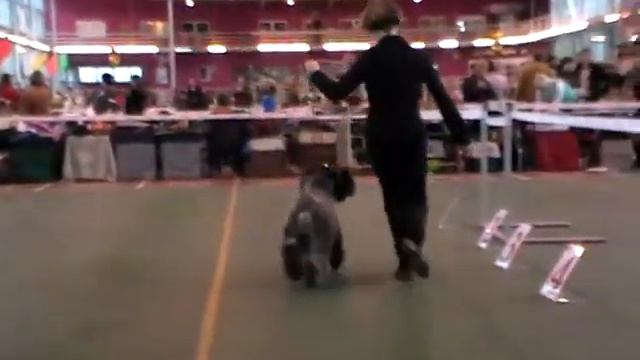 Nat Show Terrier Union of Russia 2008 смотреть онлайн