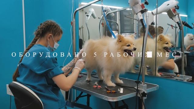 Студия груминга Шерсти.нет смотреть онлайн