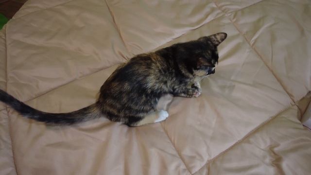 รีวิวเครื่องดูดไรฝุ่น ดูดฝุ่นบนเตียง ใช้ดี ราคาถูกมาก #ใช้ดีบอกต่อ смотреть онлайн