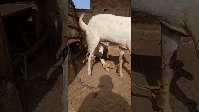 सोजती बच्चे 9 महीने के weight 40 45 kg व्हाट्सएप नंबर 8209291040 смотреть онлайн