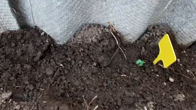 Посеяла капусту в теплицу и вынесла рассаду. смотреть онлайн