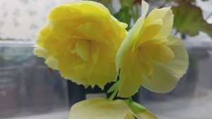 Бегония (гр. Элатиор) Соления Йеллоу (Begonia Solenia Yellow)