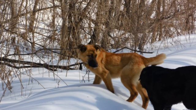 Собака- друг человека) моя собака🥰😍 смотреть онлайн