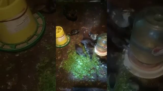 УТЯТА ПОДСАДНОЙ УТИ. МОИ ЧУБАРИКИ (СЕМЕНОВСКИЕ) ...7 ШТ 🥷🥷🥷🥷🥷🥷🥷И ТУЛСКАЯ+🦆ЧУБАРЫЙ смотреть онлайн