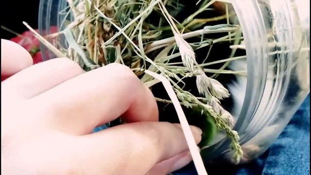BonnieHomeChannel | Не нравится нам одуванчик :) смотреть онлайн