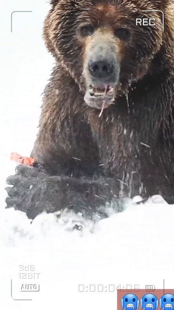 Красивый медведь #shorts #animal #beast #fish #like #creative смотреть онлайн