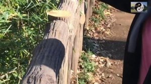 017 лабиринты кунг-фу