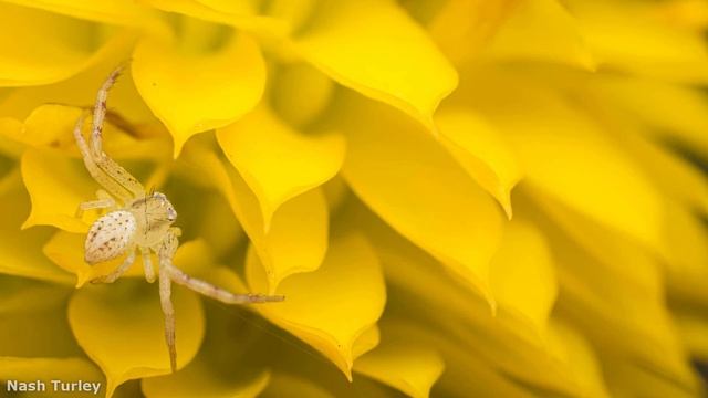 Crab Spider смотреть онлайн