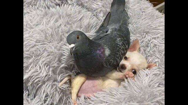 Дружба между неходячим щенком и голубем, который не летает. смотреть онлайн