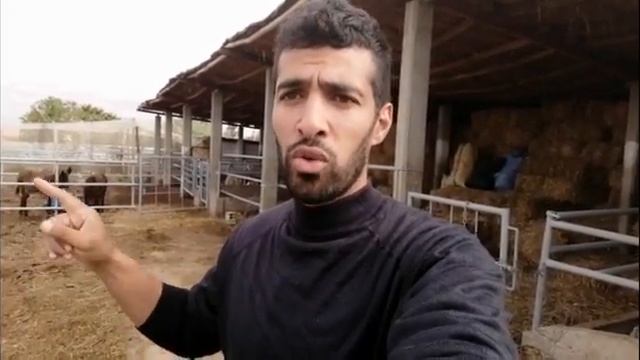 الفرق بين العجول المستوردة من فرنسا🇨🇵 وإسبانيا🇪🇦 في التسمين والمردودية وزيادة الوزن смотреть онлайн