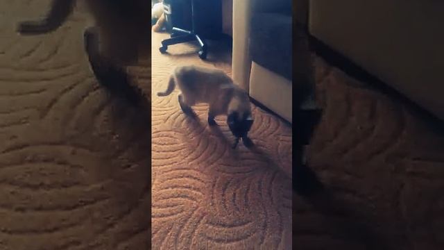Кошка приносит игрушку)) котопес смотреть онлайн