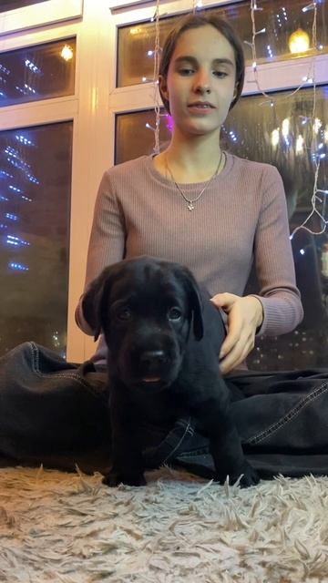 #щенкилабрадора #лабрадор #щенки 42 дня