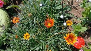 Что цветёт в саду в июле? / #сад #цветы