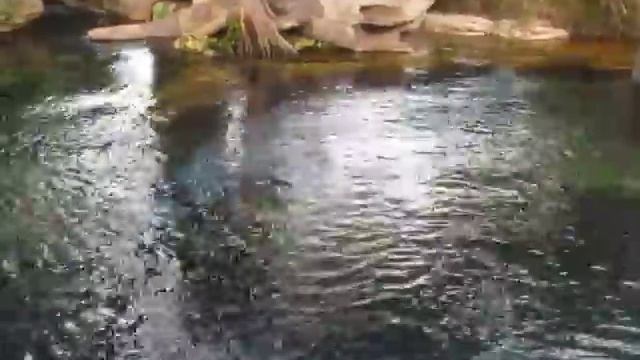 Флорида Sea World 2013 смотреть онлайн