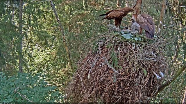 Suur konnakotkas Clanga clanga 2021 07 16 09 41 смотреть онлайн