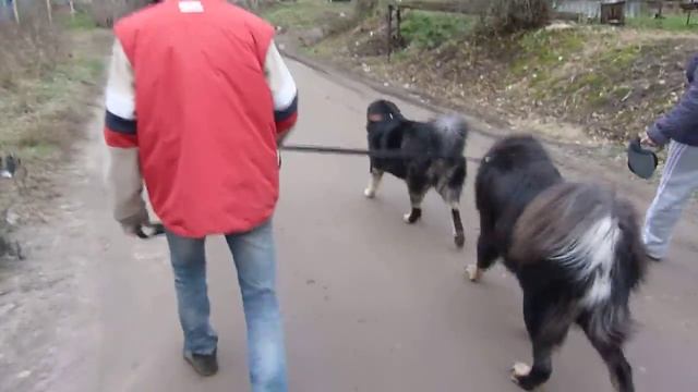 Прогулка Тибетских мастифов смотреть онлайн