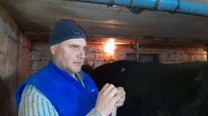 Вес ДВУХ годовалого ГОЛШТИНСКОГО быка.   ИТОГ.