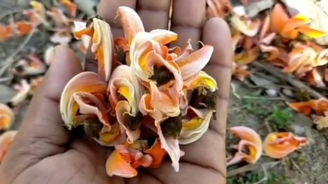 पलास के औषधीय गुण अनेक बीमारियों का काल है ये पेड़। смотреть онлайн