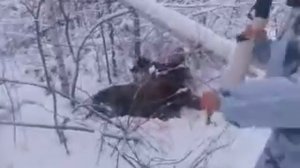 Охота на кабана