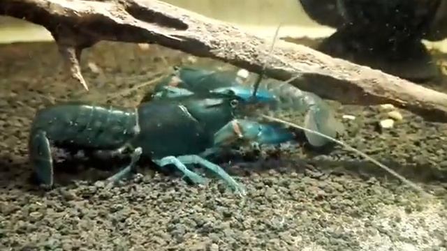 Cherax destructor смотреть онлайн