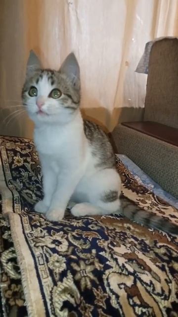 Котёнок Тома играть давай)приколы,кот лайк,кот играет в игры смотреть онлайн