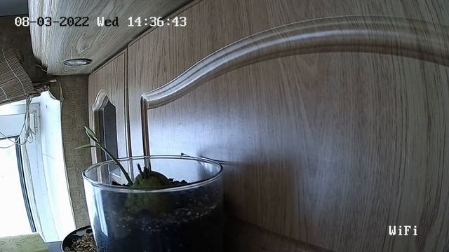 авакадо, 5 дней ровно в 1 минуту смотреть онлайн