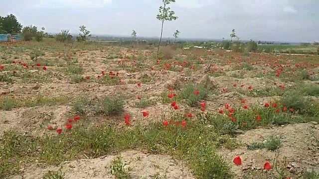 Tog' lolasi смотреть онлайн