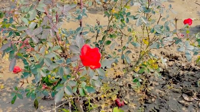 Surah Mulk complete [Surah waqia Recitation] Daily Recitation | سورۃ الملك، سورۃالواقعہ |Episode 18 смотреть онлайн