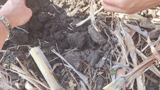С риском боронуем засеянное поле! No-Till Ростовская область Мороз + засуха! Выставка Золотая Нива смотреть онлайн