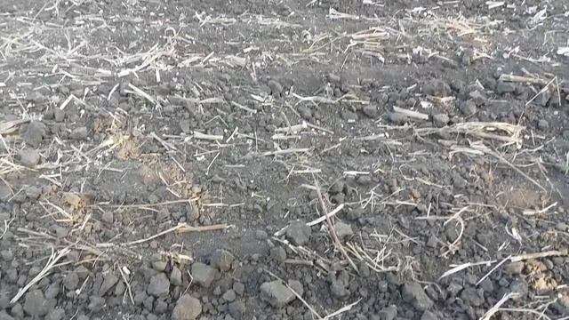 Оз.пшениця 2020 Місія Одеська посів смотреть онлайн