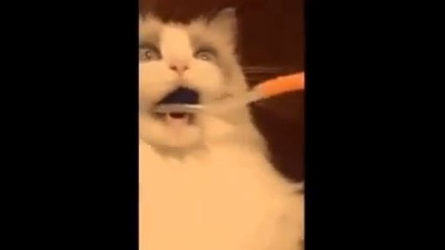 Как взорвать ум вашего кота смотреть онлайн