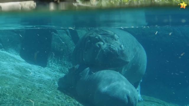 Африканские животные для детейВикторина - Развивающие мультики для детей смотреть онлайн