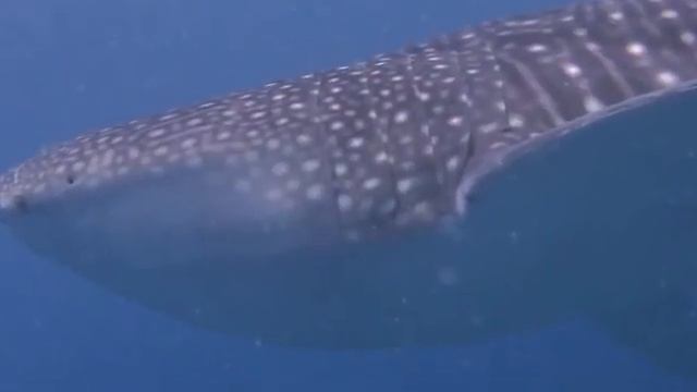 whale shark watching смотреть онлайн