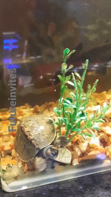 Mini Turtle #shorts 🐢 смотреть онлайн