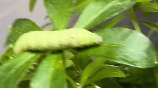 The Small Elephant Hawk moth, D. Porcelllus смотреть онлайн