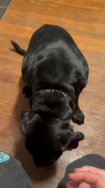Does your dog like fish oil? My Cane Corso love fish oil capsules смотреть онлайн