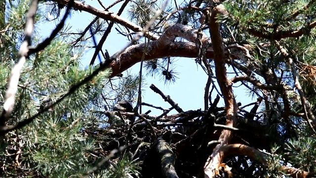 Гнездо орлана-белохвоста с птенцом. Haliaeetus albicilla. Птицы Беларуси. смотреть онлайн