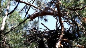 Гнездо орлана-белохвоста с птенцом. Haliaeetus albicilla. Птицы Беларуси.