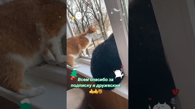 🐈Кисюни🐈⬛За окошком веселее😻8.12.22 Харьков🕊Мира и добра🕊 смотреть онлайн