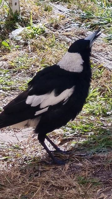 📢📢📢Turn on Speakers!! #Usethis as your #alarm #australianmagpie #warbling #sweetvoice #backyardbird смотреть онлайн