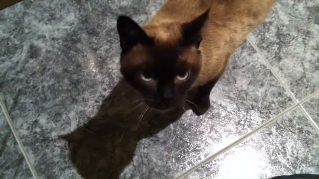 Lara смотреть онлайн