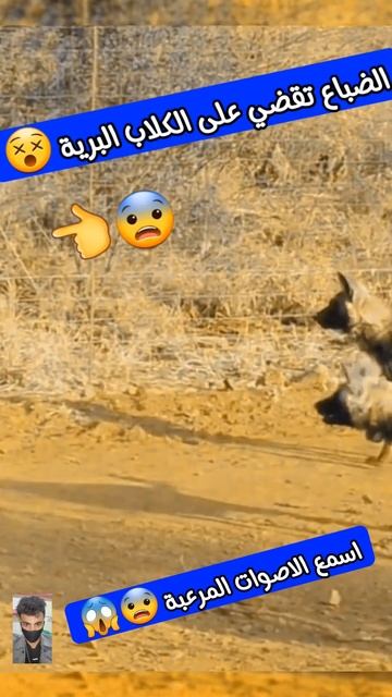 الضباع X الكلاب البرية 😱 #shorts смотреть онлайн