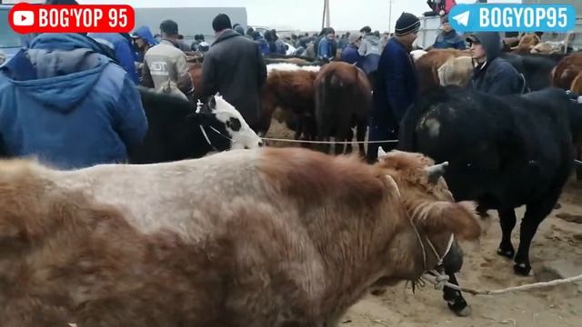 18.02.2021 | BO'STON MOL BOZORI | BOG'YOP 95 смотреть онлайн