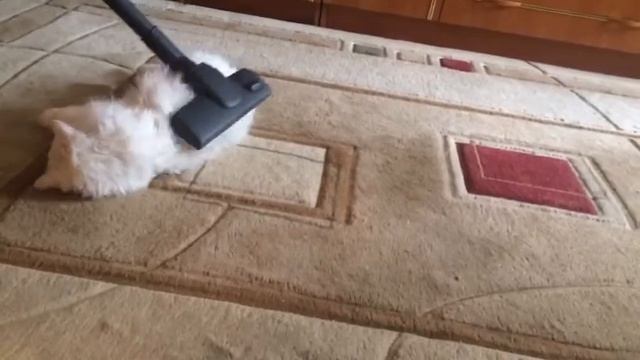 Пылесос засосал кота  