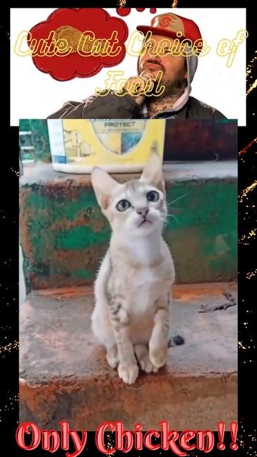 Cute Cat Choice of Food 😻💞🙀 смотреть онлайн