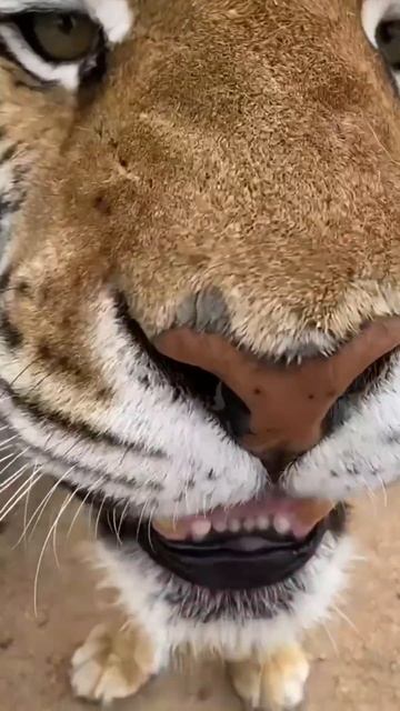 Beautiful Big Bengal Tiger | Nouman Hassan | смотреть онлайн