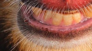 Digital Photo Professional DPP 4 - Editing Images