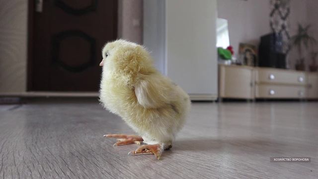 Цыплёнок с пластырем. Выправляем ноги смотреть онлайн