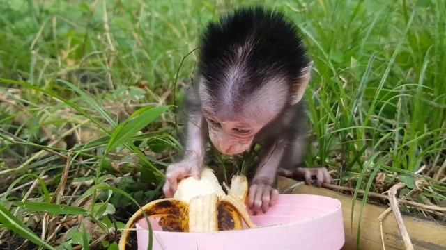 Cute Baby Monkey Leo Learns To Eat Bananas On His Own