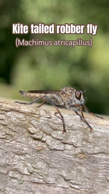 Kite tailed robber fly #naturevideos #nature #robberflies #flies #insect #uknature #ukwildlife смотреть онлайн